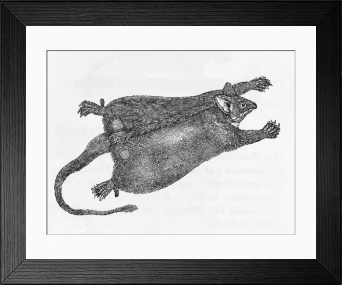 Framed Print : Flying Opossum (Bewick) Framed Print : Flying Opossum (Bewick)