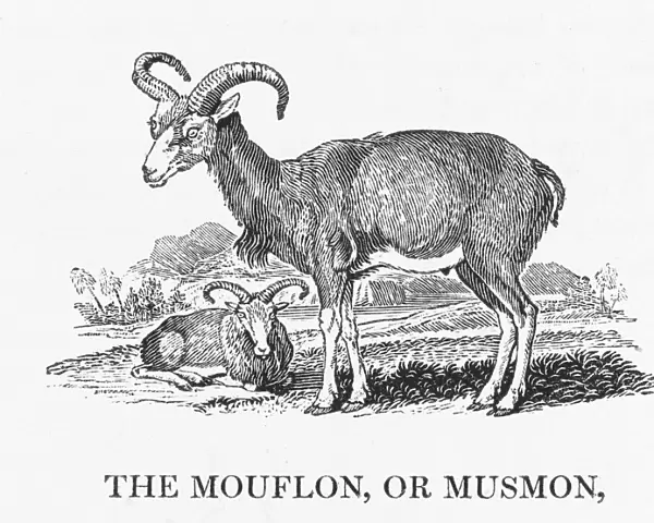 Bewick  /  Mouflon