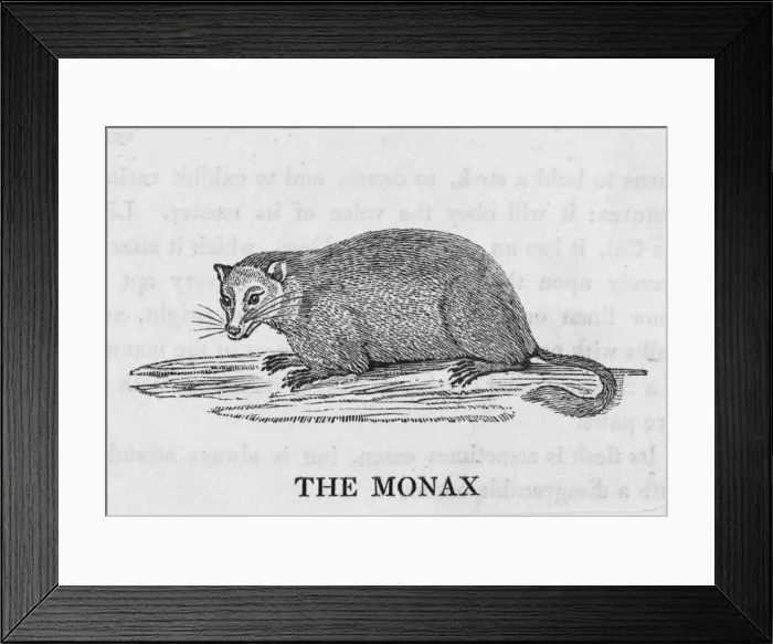 Framed Print : Bewick / Marmot Framed Print : Bewick / Marmot