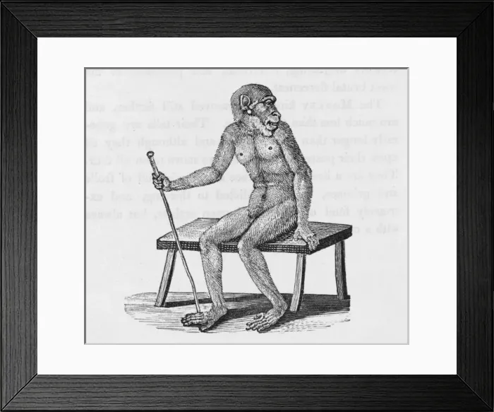 Framed Print : Bewick / Orang-Utan Framed Print : Bewick / Orang-Utan