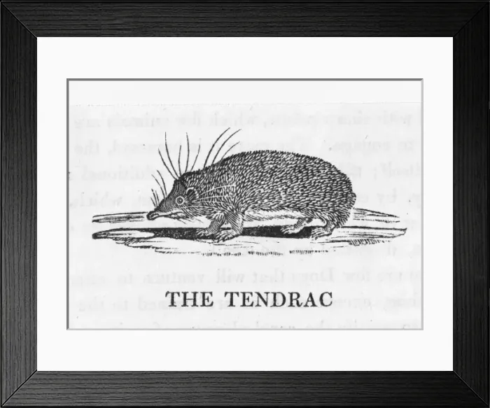 Framed Print : Bewick / Tenrec Framed Print : Bewick / Tenrec