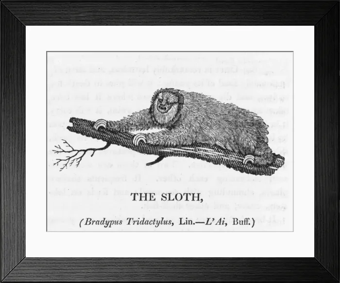 Framed Print : Bewick / Sloth Framed Print : Bewick / Sloth