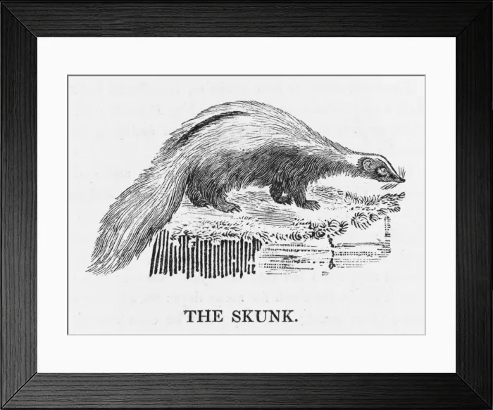 Framed Print : Bewick / Skunk Framed Print : Bewick / Skunk