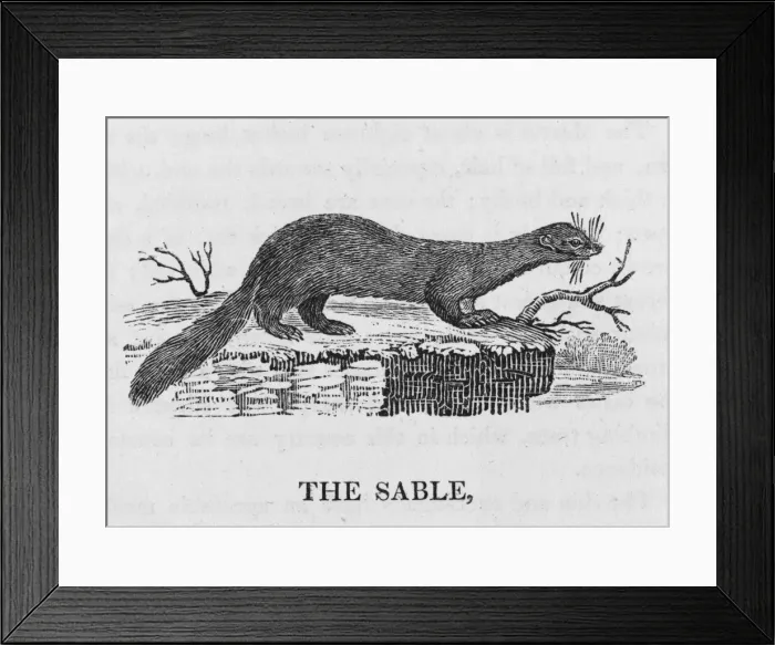 Framed Print : Bewick / Sable Framed Print : Bewick / Sable