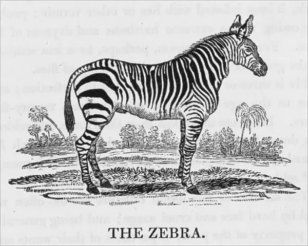 Bewick  /  Zebra