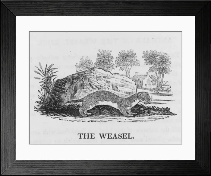 Framed Print : Bewick / Weasel Framed Print : Bewick / Weasel