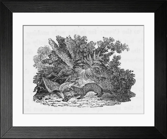 Framed Print : Bewick / Weasel - 2 Framed Print : Bewick / Weasel - 2