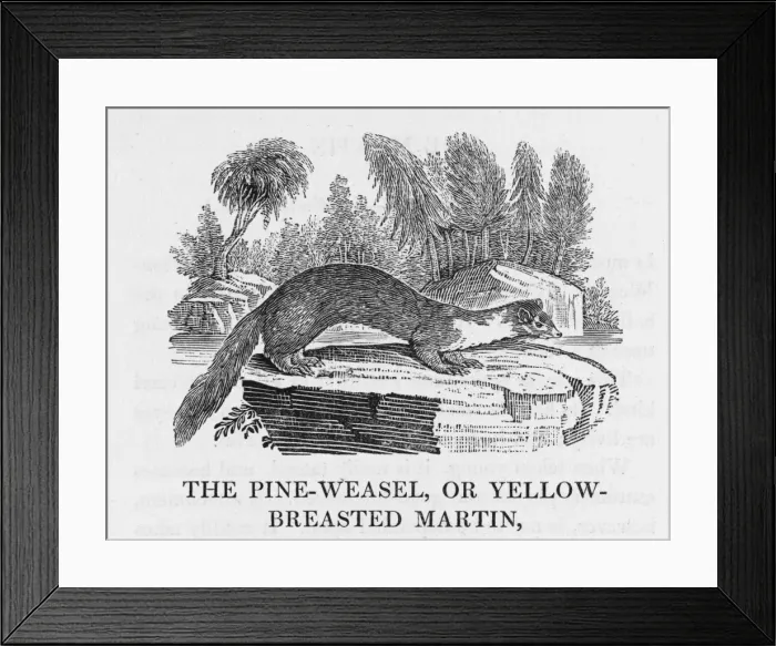 Framed Print : Bewick - Pine-Marten Framed Print : Bewick - Pine-Marten