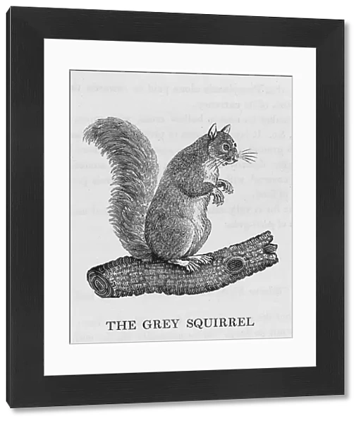 Bewick  /  Grey Squirrel