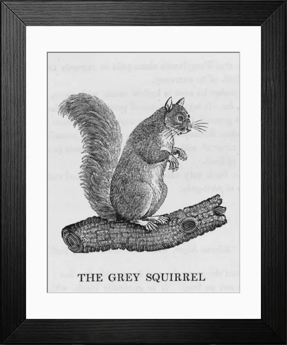 Framed Print : Bewick / Grey Squirrel Framed Print : Bewick / Grey Squirrel