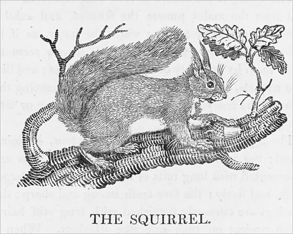Bewick  /  Red Squirrel