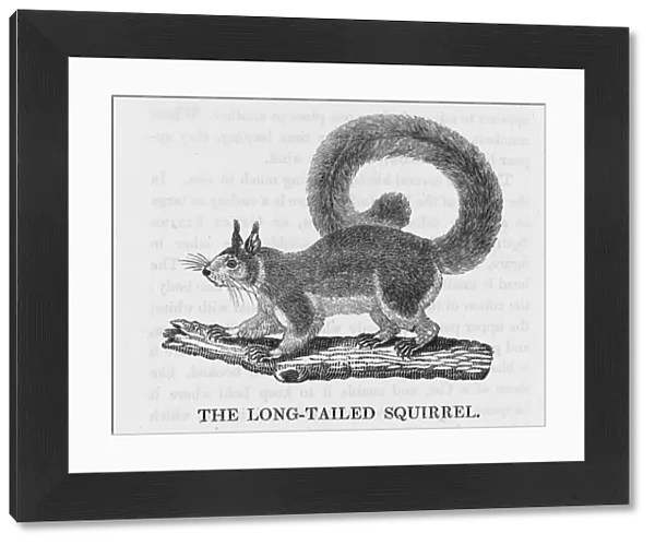 Bewick Squirrel Longtail
