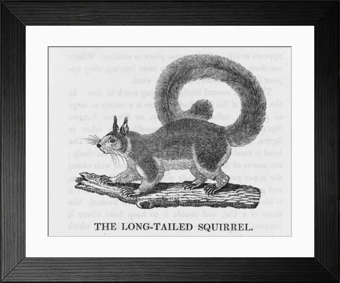 Framed Print : Bewick Squirrel Longtail Framed Print : Bewick Squirrel Longtail