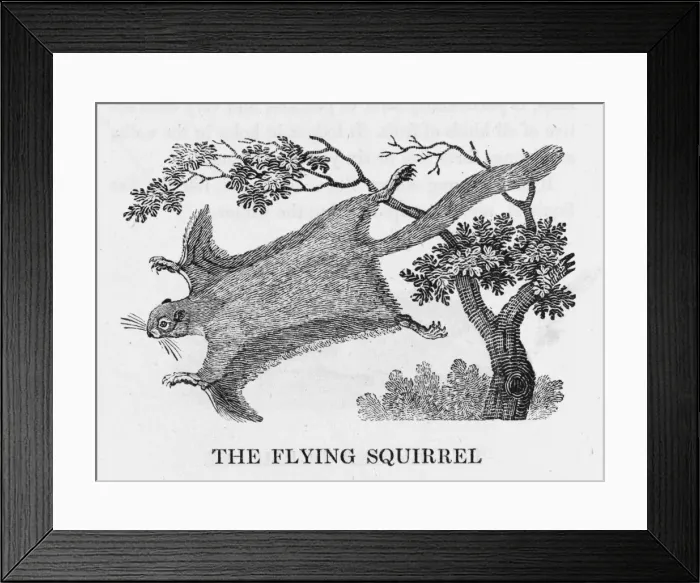 Framed Print : Bewick / Flying Squirrel Framed Print : Bewick / Flying Squirrel