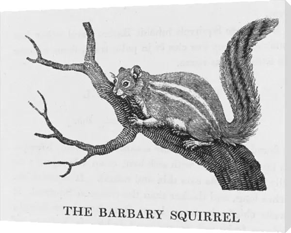 Bewick  /  Barb. Squirrel