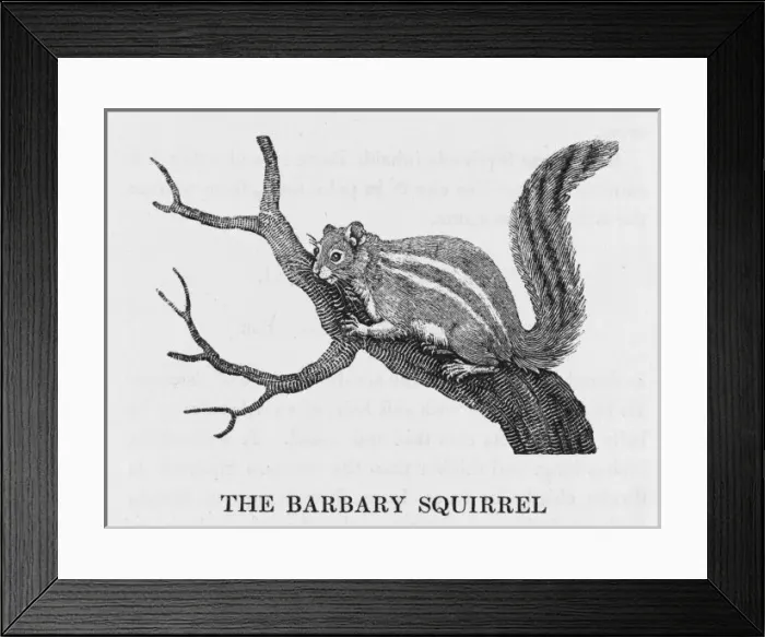Framed Print : Bewick / Barb. Squirrel Framed Print : Bewick / Barb. Squirrel