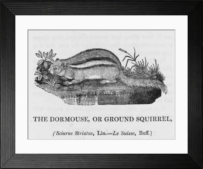 Framed Print : Bewick / Chipmunk Framed Print : Bewick / Chipmunk