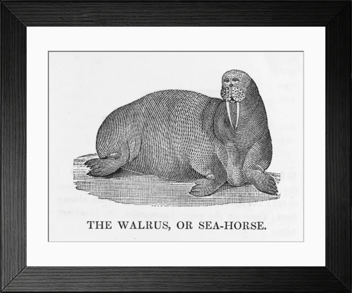 Framed Print : Bewick / Walrus Framed Print : Bewick / Walrus