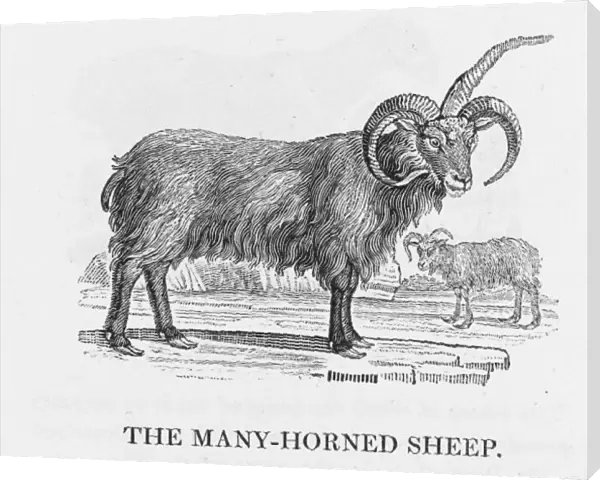 Bewick - Iceland Sheep