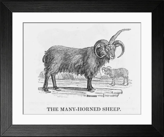 Framed Print : Bewick - Iceland Sheep Framed Print : Bewick - Iceland Sheep