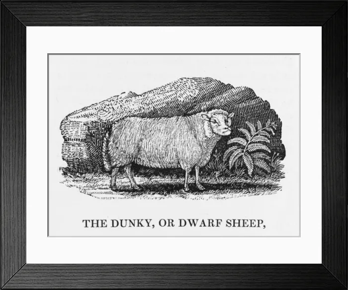 Framed Print : Bewick - Dunky Sheep Framed Print : Bewick - Dunky Sheep