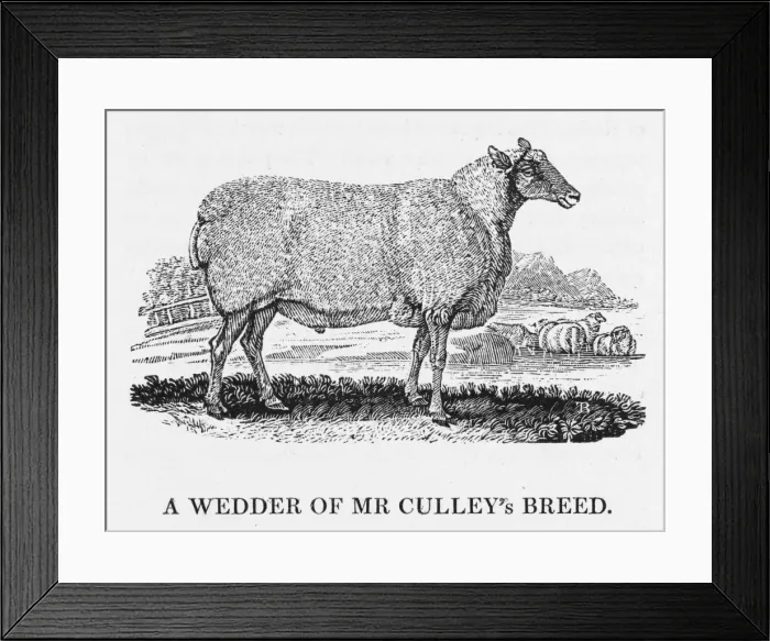 Framed Print : Bewick - Wedder Sheep Framed Print : Bewick - Wedder Sheep