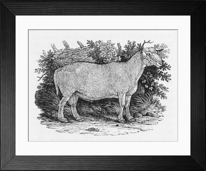 Framed Print : Bewick - Tees Sheep Framed Print : Bewick - Tees Sheep