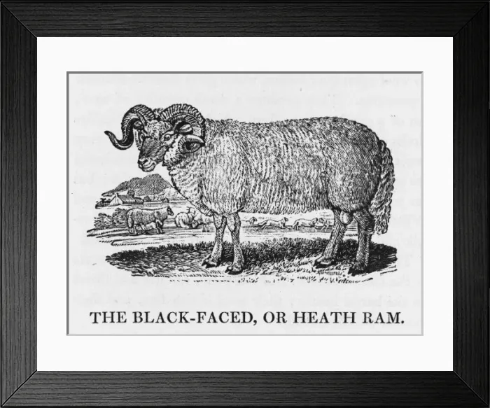 Framed Print : Bewick Blackface Ram Framed Print : Bewick Blackface Ram
