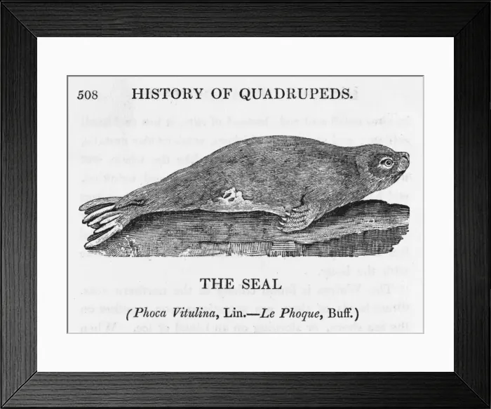 Framed Print : Bewick / Seal Framed Print : Bewick / Seal