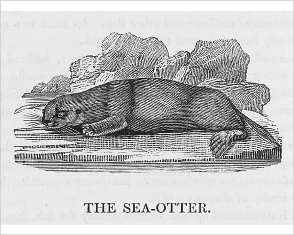 Bewick  /  Sea Otter