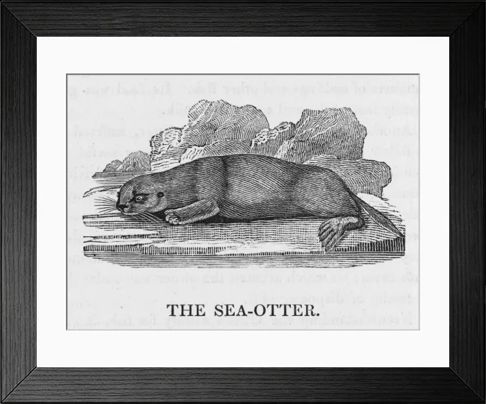 Framed Print : Bewick / Sea Otter Framed Print : Bewick / Sea Otter