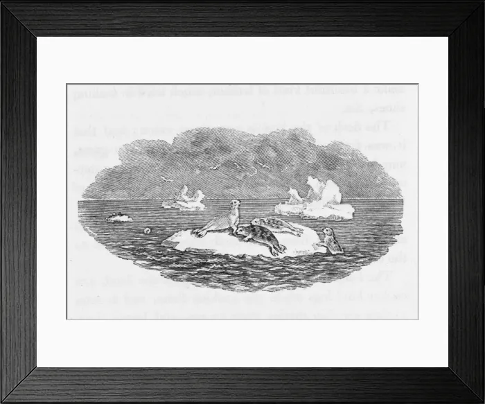 Framed Print : Bewick Hooded Seal Framed Print : Bewick Hooded Seal