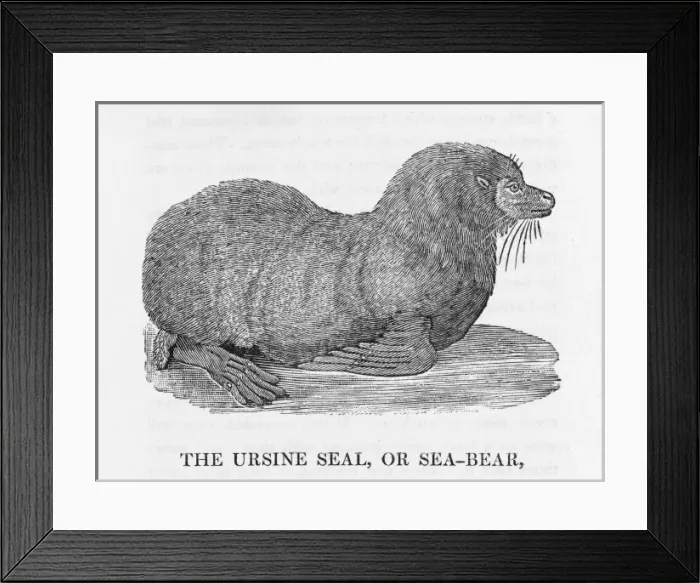 Framed Print : Bewick - Sea-Bear Framed Print : Bewick - Sea-Bear