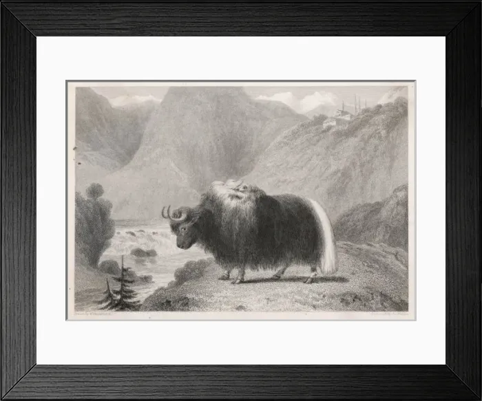 Framed Print : Tibetan Yak Framed Print : Tibetan Yak