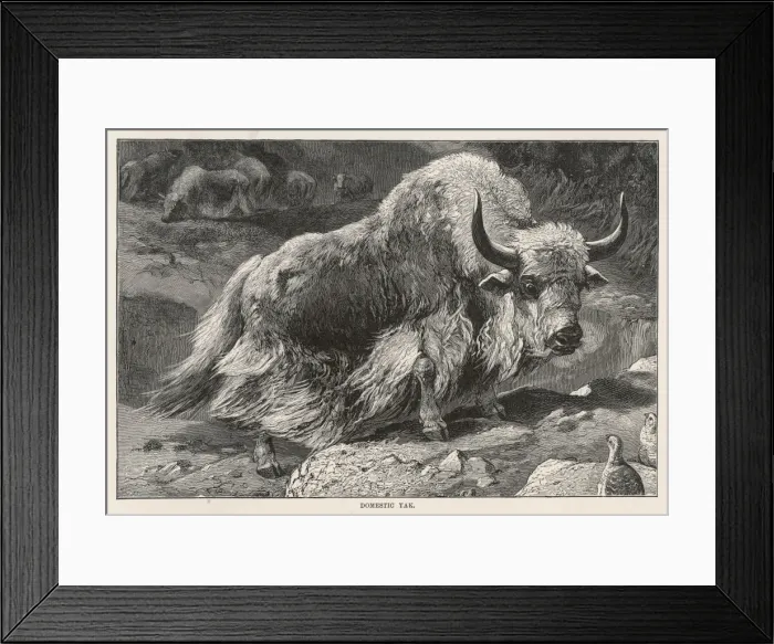 Framed Print : Domestic Yak Framed Print : Domestic Yak