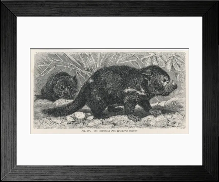 Framed Print : Tasmanian Devil Framed Print : Tasmanian Devil
