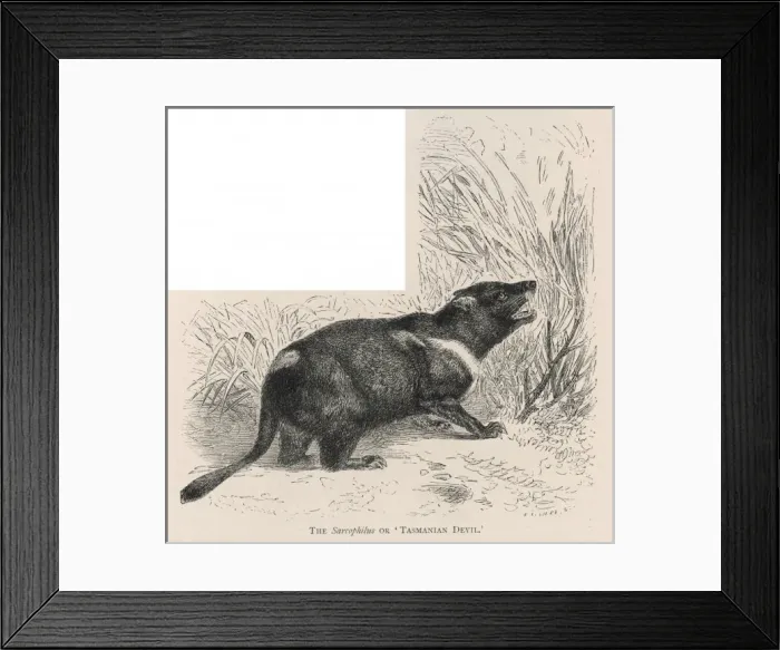 Framed Print : Tasmanian Devil - 2 Framed Print : Tasmanian Devil - 2