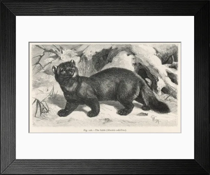 Framed Print : SABLE. (martes sibellina). Over-hunted so that rich women can wear its fur instead of it Framed Print : SABLE. (martes sibellina). Over-hunted so that rich women can wear its fur instead of it