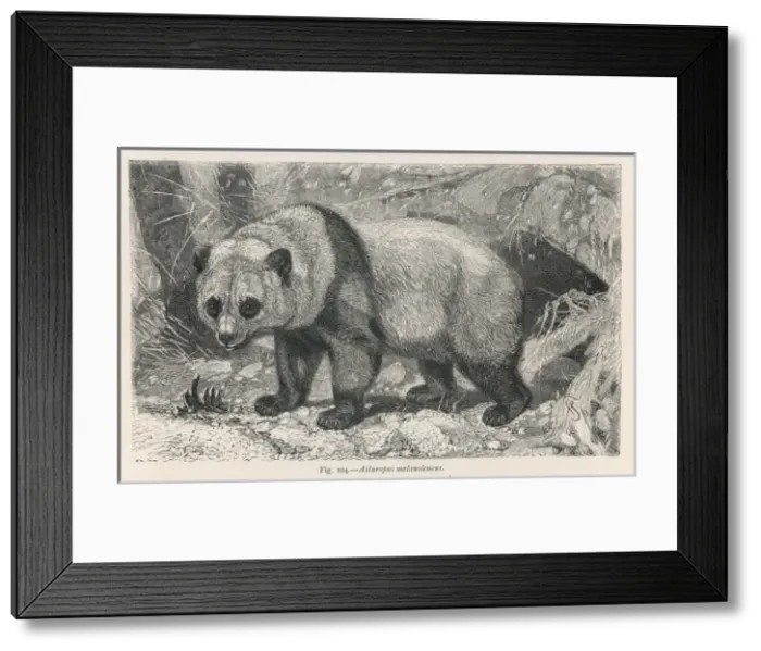 Framed Print : Giant Panda Framed Print : Giant Panda