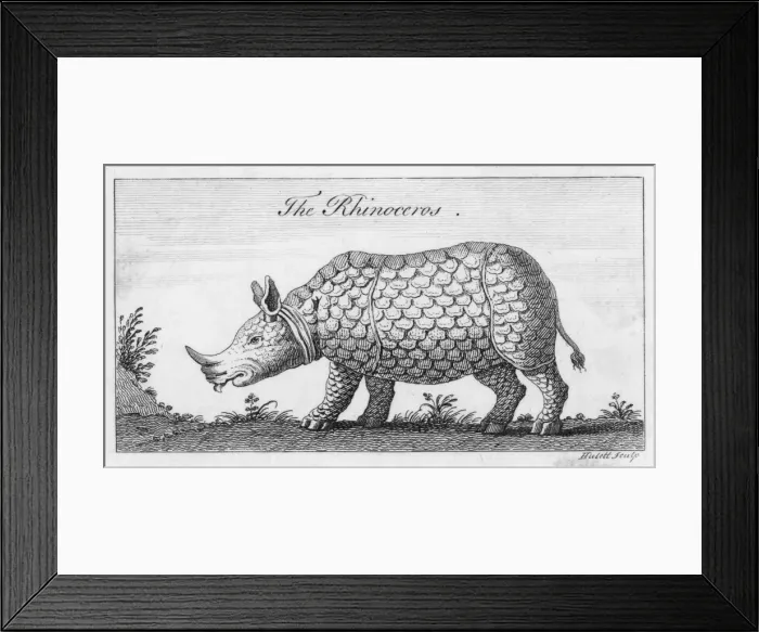 Framed Print : Rhinoceros C18 Framed Print : Rhinoceros C18