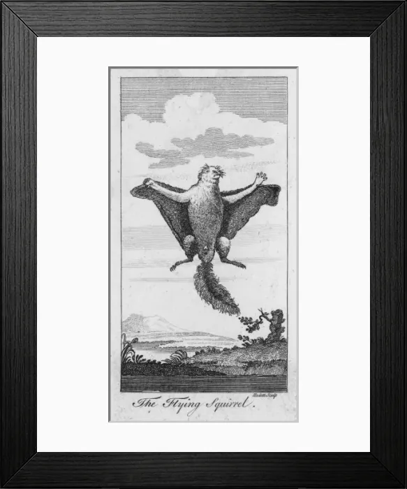 Framed Print : Flying Squirrel Framed Print : Flying Squirrel