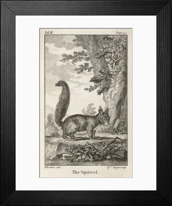Framed Print : Red Squirrel Framed Print : Red Squirrel