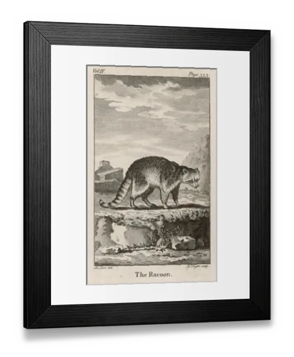 Framed Print : Common Raccoon Framed Print : Common Raccoon