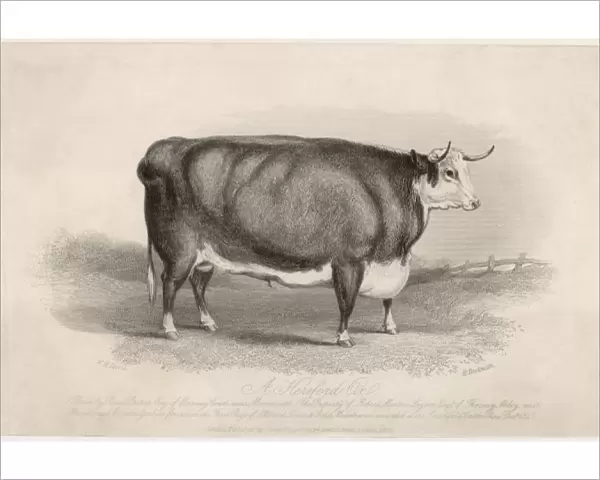 Hereford Ox