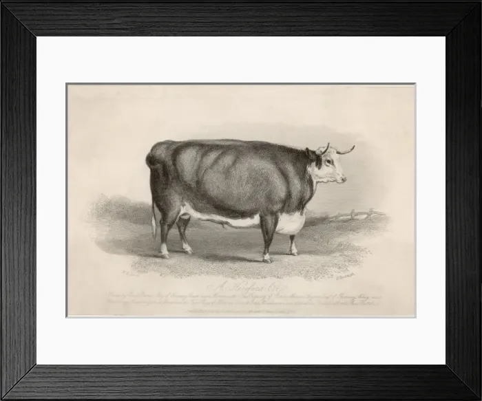 Framed Print : Hereford Ox Framed Print : Hereford Ox
