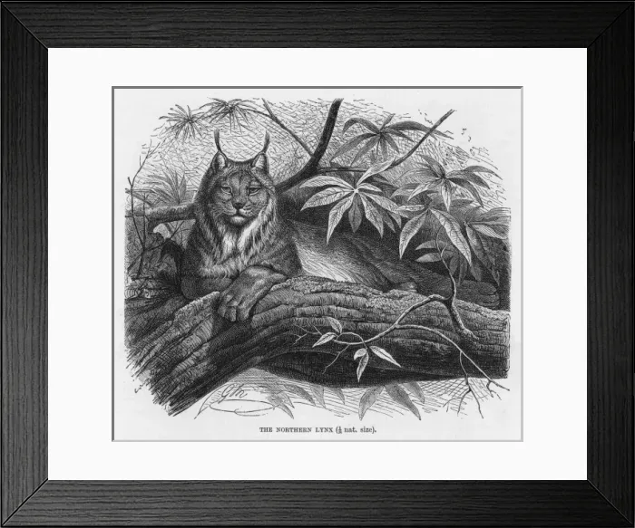 Framed Print : Lynx (Lydeker) Framed Print : Lynx (Lydeker)