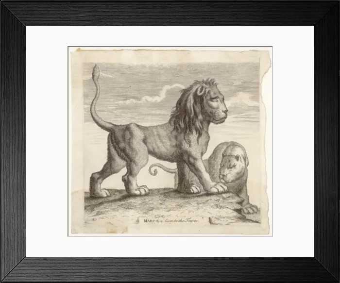 Framed Print : Marco, Lion of Tower Framed Print : Marco, Lion of Tower