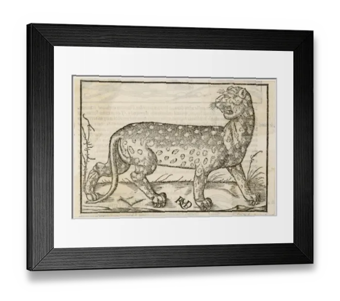 Framed Print : Leopard (Munster) Framed Print : Leopard (Munster)
