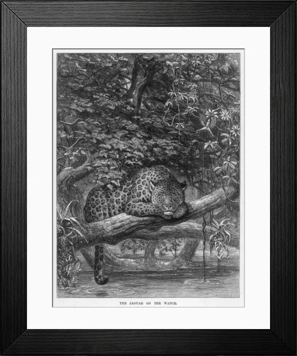Framed Print : JAGUAR. (panthera onca). The jaguar is the only big cat resident in the Americas Framed Print : JAGUAR. (panthera onca). The jaguar is the only big cat resident in the Americas