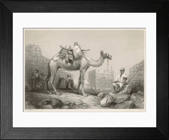Framed Print : Camel (Bartlett) Framed Print : Camel (Bartlett)